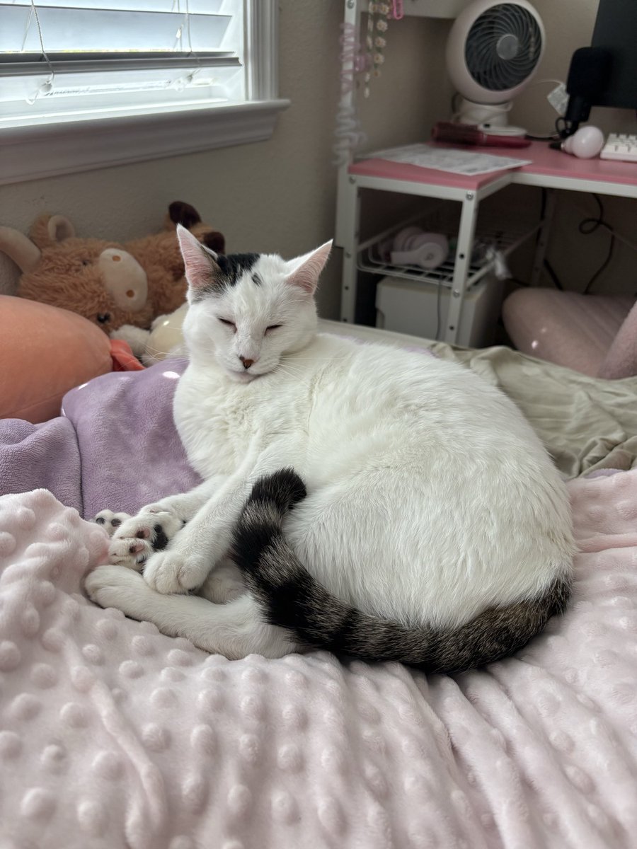 MANSPLAlN's tweet photo. @Cookieaddicts2 wait cus this scared me so bad because our cats are identical https://t.co/AgDIBwsb7Z