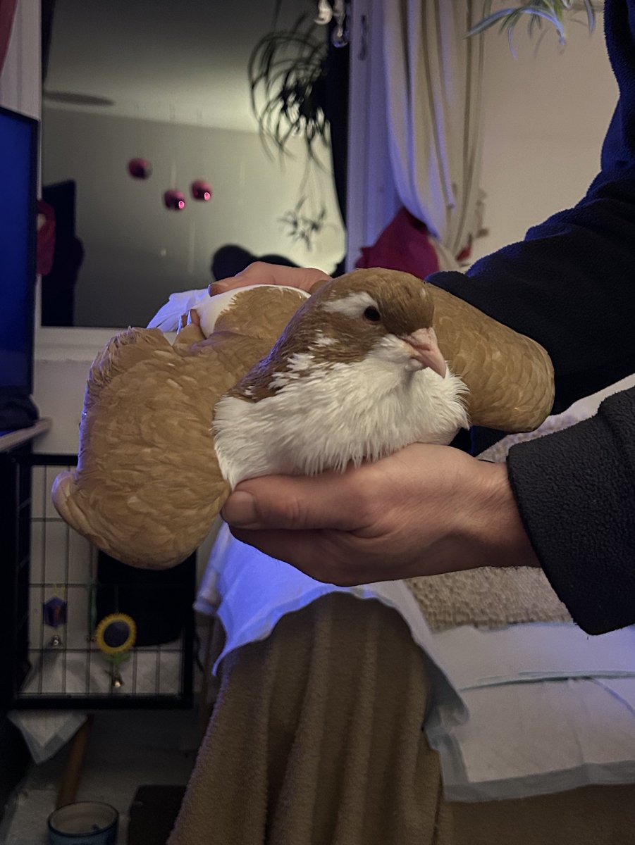 ash 🪿 tweet media