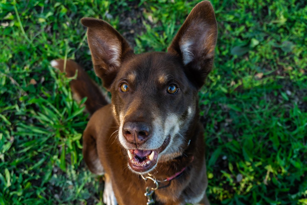 CK9Bot's tweet image. 🐶 Our captivating canine of the hour: Australian Kelpie
🔗 Learn more: en.wikipedia.org/wiki/Australia…
