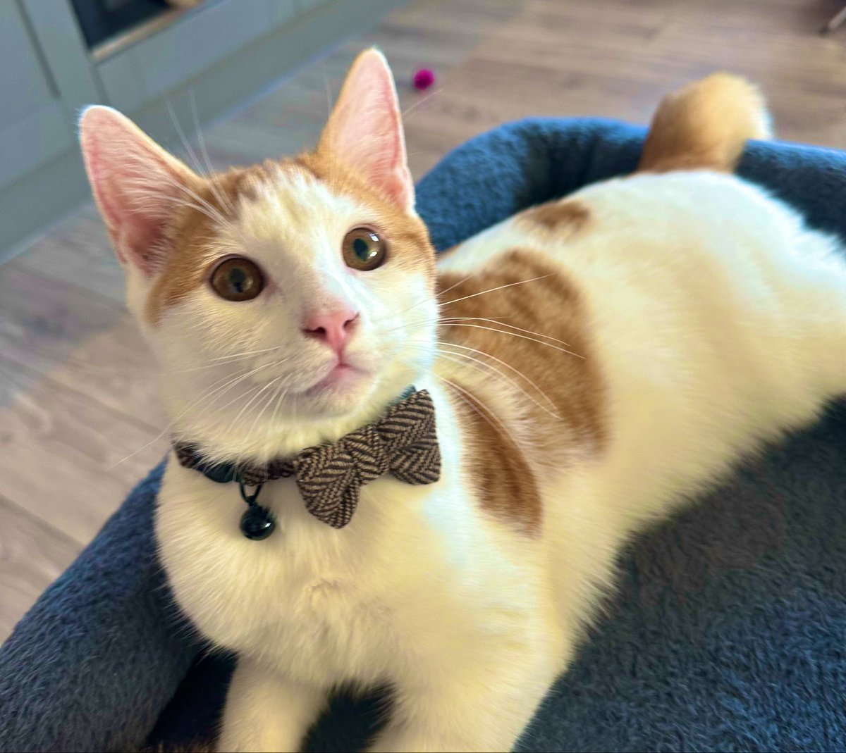 danniiaqua's tweet photo. Weekend attire. 

Ziggy loves to dress up for the occasion. 🐈 

#Caturday #CatsOfTwitter #CatsOfX #catlover #petstyle #CatsOnX https://t.co/CYTA89qvlF