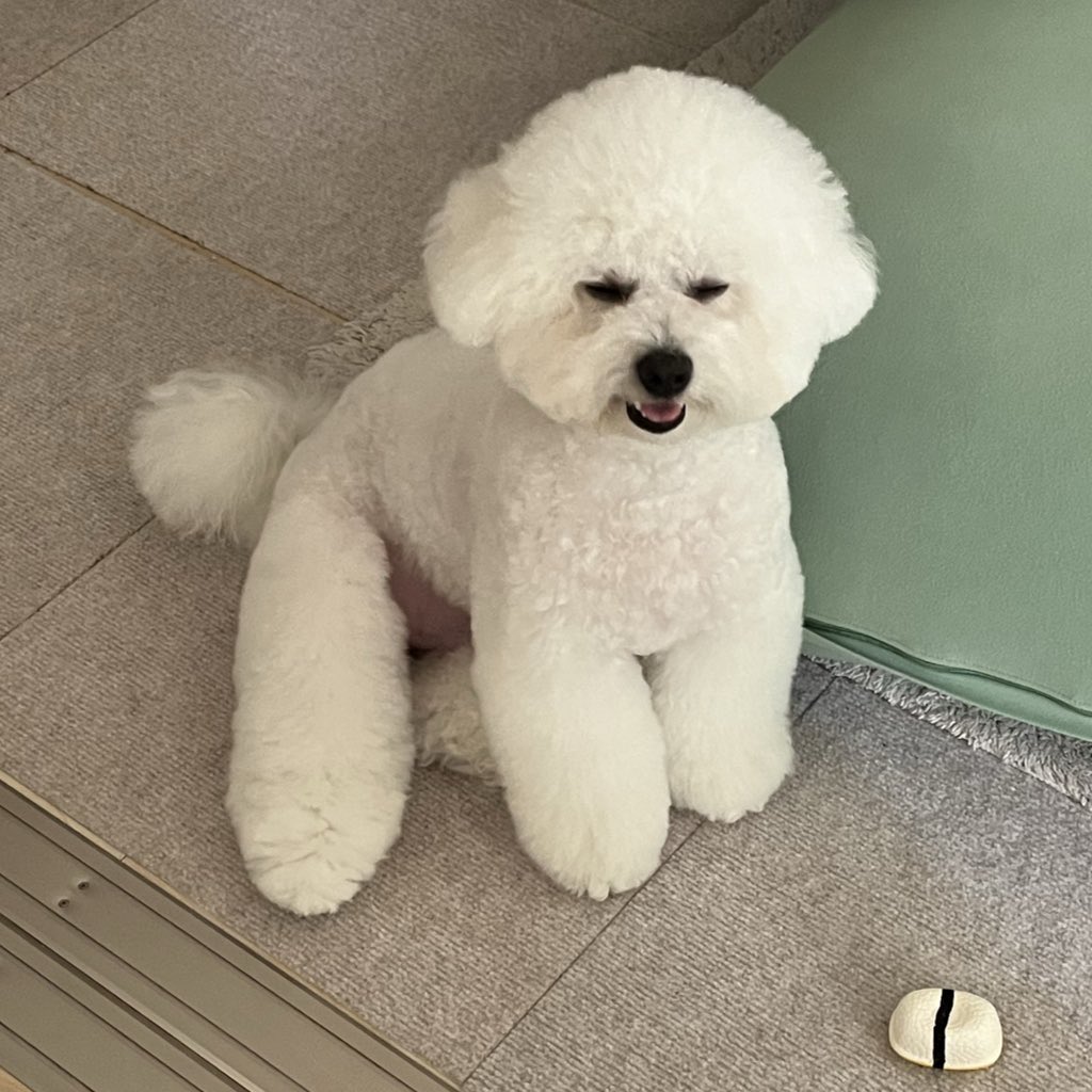 ぽっぽオーダー♡3ワンコちゃん♡ じっぽ🐺 (@3756c) / Posts / X