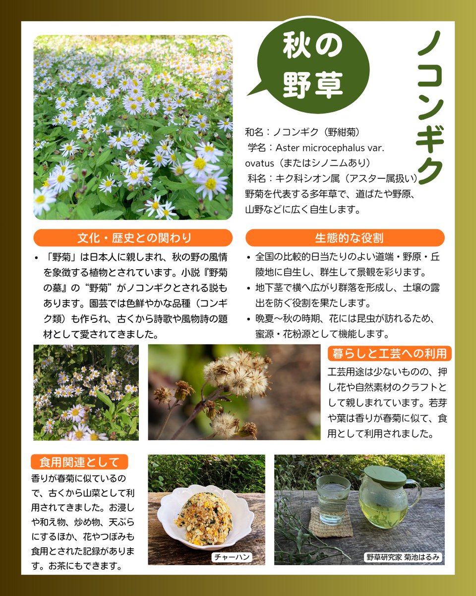 ☘️ 野に咲く小さな秋 、ノコンギク ☘️

秋の光の中で、
ひっそりと咲く白と紫の花。

それが「ノコンギク（野紺菊）」です。

古くから野菊として愛され、
詩や和歌に詠まれた秋の象徴。

香りは春菊に似ていて、

昔の人はお浸しや
炒め物にして楽しみました。

道端や丘の上で群れ咲く姿は、