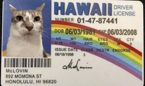 flash_man5's tweet image. #Caturday