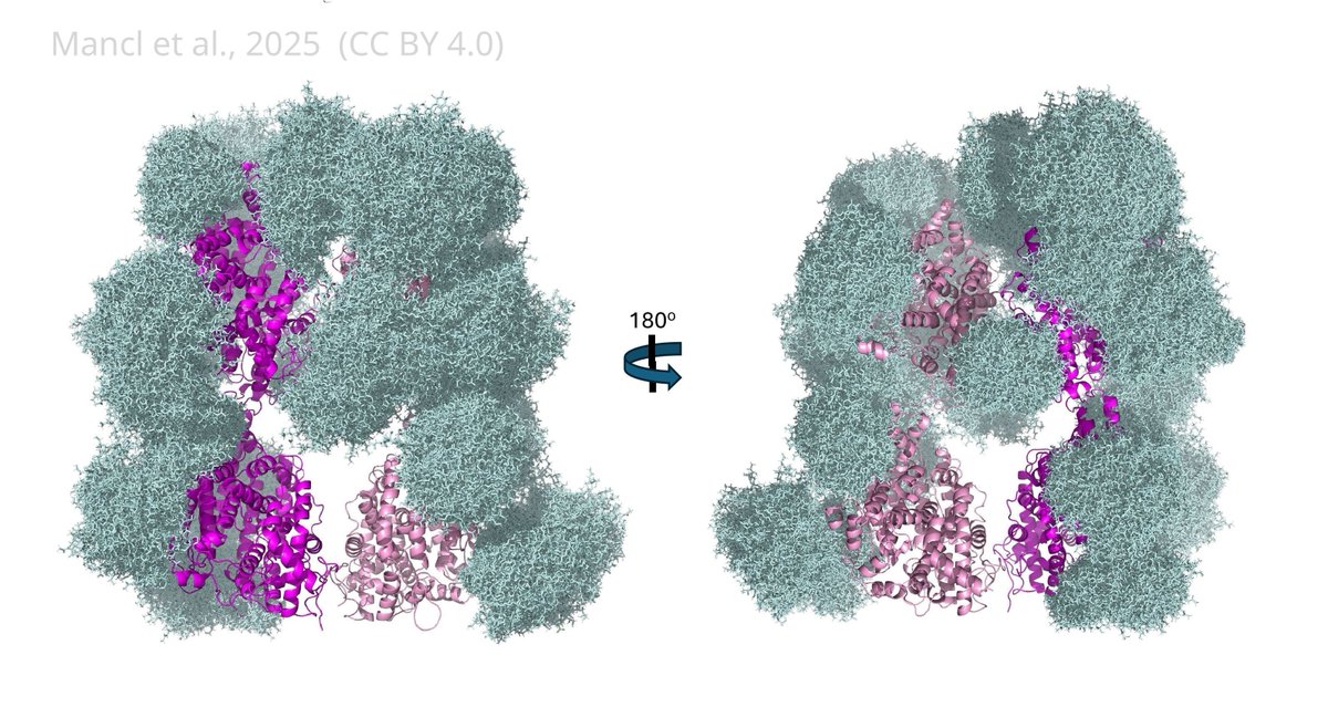 eLife's tweet image. Capturing enzymes in motion

The structure and dynamics of the ACE enzyme revealed by #CryoEM and molecular simulations.
elifesciences.org/articles/10872…