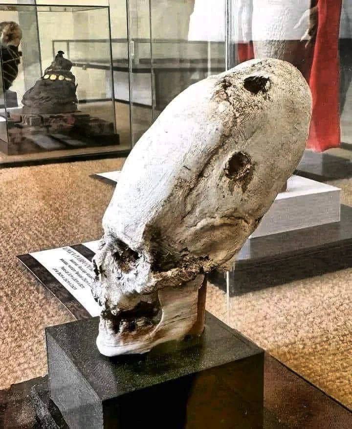 history_hacked's tweet photo. Elongated skull at the museum of Paracas, Peru.

They expect you to believe that this was the result of head binding. https://t.co/I6V2NZz1fn