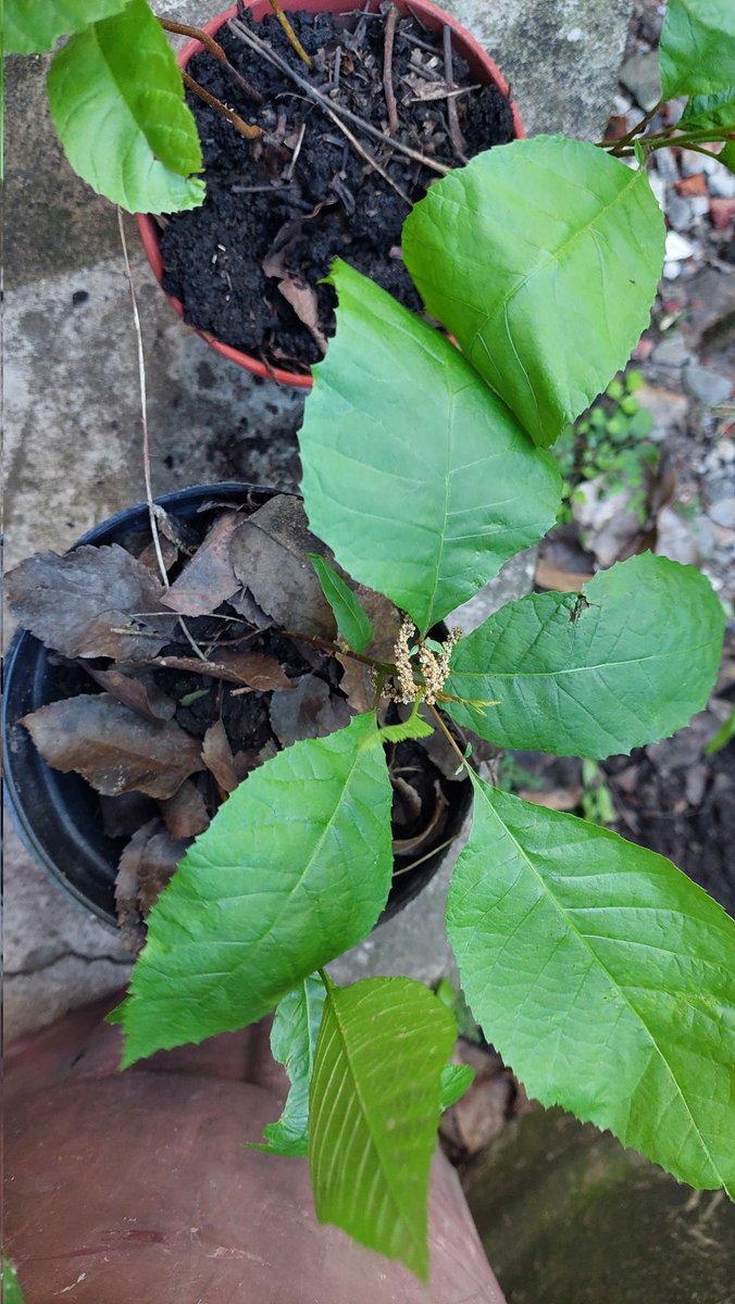 A propósito del #DíaMundialdelaProteccióndelaNaturaleza regalo estos hermosos hijos de nogal de pecán.
Ya no tengo más lugar donde poner! Así que están en maceta hasta que encuentren dueño o dueña.