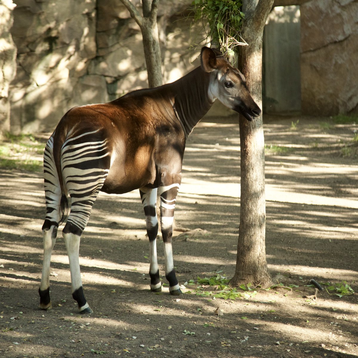 Happy World Okapi Day!

Okapis are only living relative of the giraffe and one of the most elusive animals on Earth. Native to the rainforests of the Democratic Republic of the Congo, okapis are masters of camouflage with zebra-like stripes and long, leaf-grabbing tongues. Sadly,