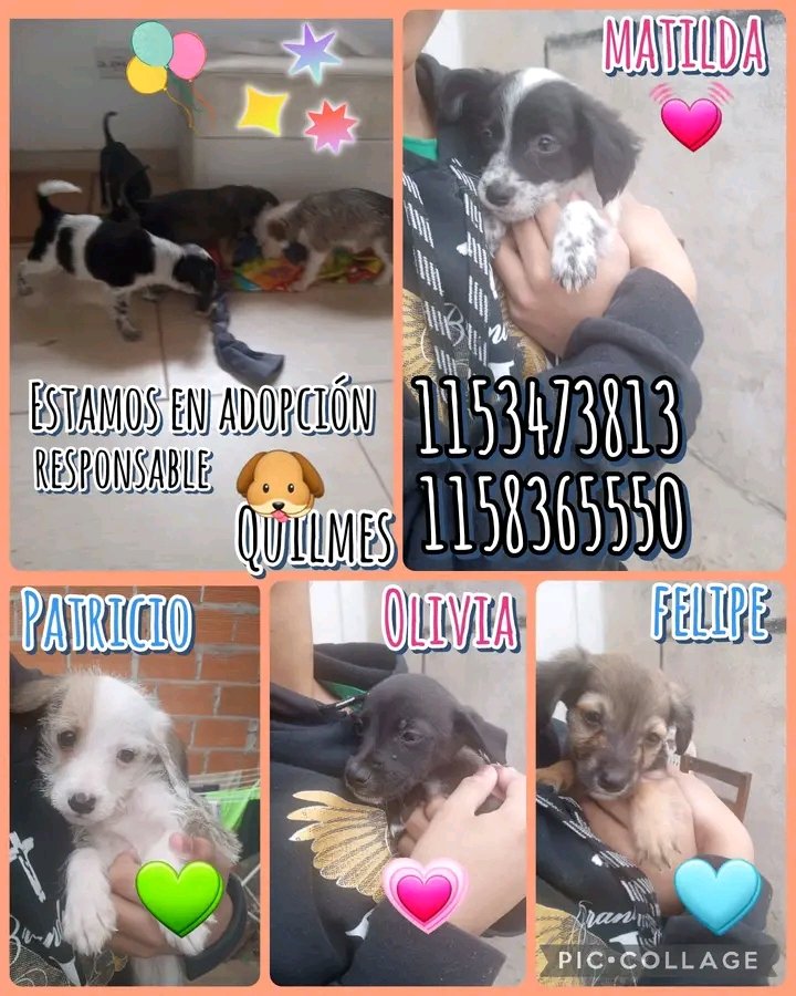 A AYUDAR A ESTOS HERMOSÍSIMOS BEBÉS, para que PRONTO ENCUENTREN UNA CASITA, Y EL CUIDADO RESPONSABLE Y EL AMOR DE UNA FAMILIA!!!🙏😉💞🏡💓💖 Desde ya, muchas gracias!!!🐶🤗❤️ #Quilmes #Adopción #AdoptaNoCompres #AdoptarSalvaVidas