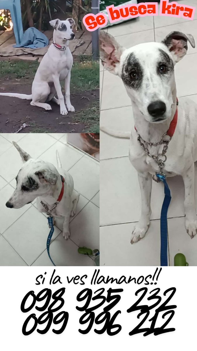 Se busca 🙏🙏🙏🙏 <a href="/animalesoficial/">Animales Sueltos</a> <a href="/AnimaNaturalis/">AnimaNaturalis</a> <a href="/AnimalesPerdid2/">Animales Perdidos</a>