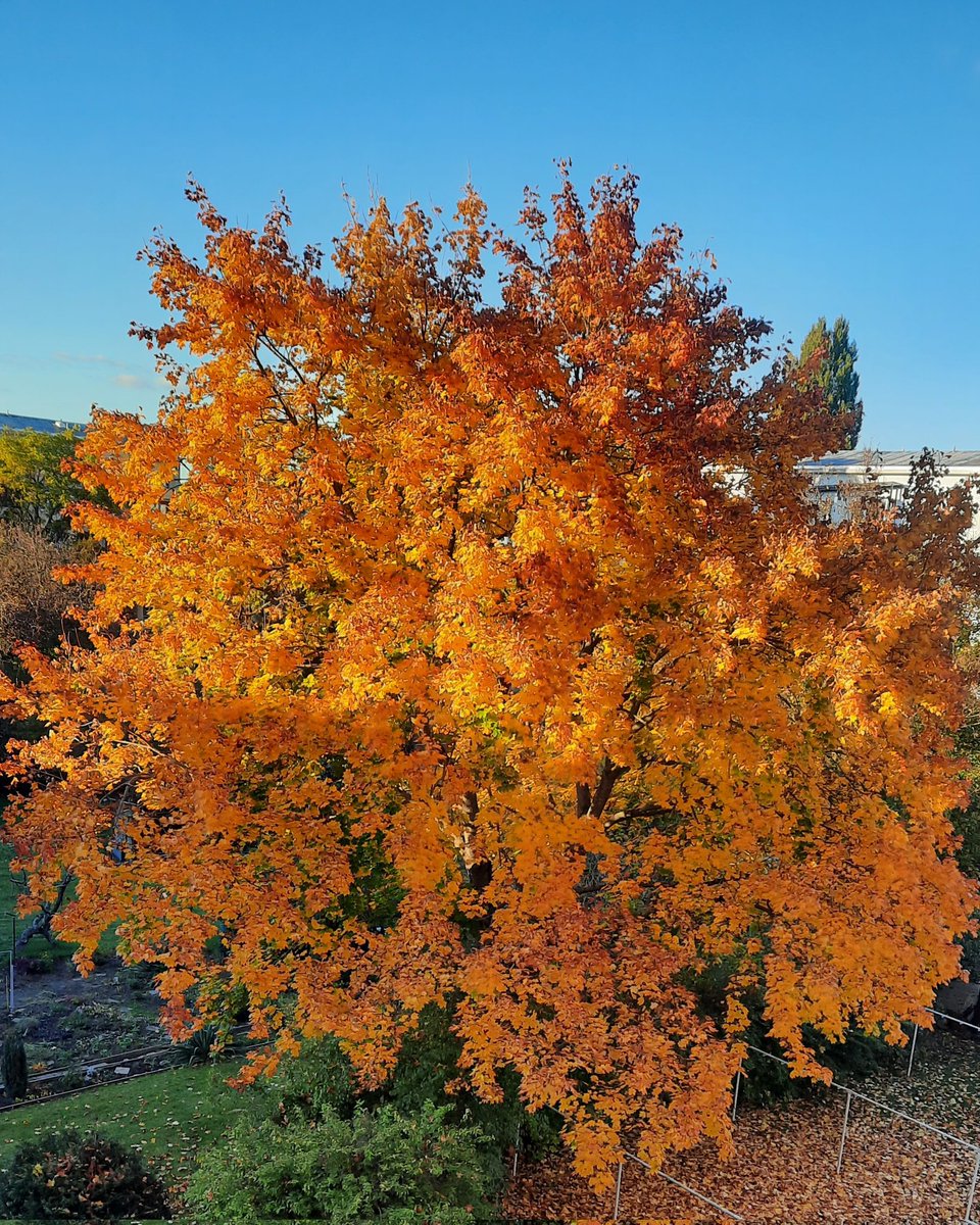... Und wieder schaue ich gebannt - wie in jedem Herbst -  auf meinen wunderschönen Ahorn vor einem meiner Wohnungsfenster, und die Wahrheit über Werden und Vergehen wird mir erneut verdeutlicht...
DEM VERGANGENEN: DANK, DEM KOMMENDEN: JA!
(Dag Hammarskjöld)