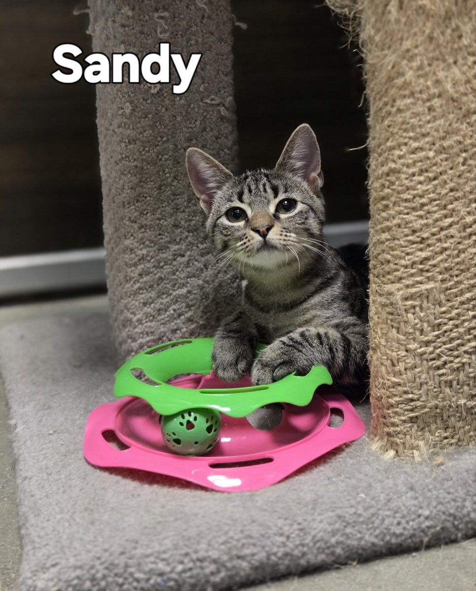 🤎Sandy 

At just 3 months old, she’s still learning that humans can be kind, toys are a lot of fun, and laps can be cozy safe zones.

📍 Petsmart - W Long Branch, NJ

#adoptme #RescueRidge