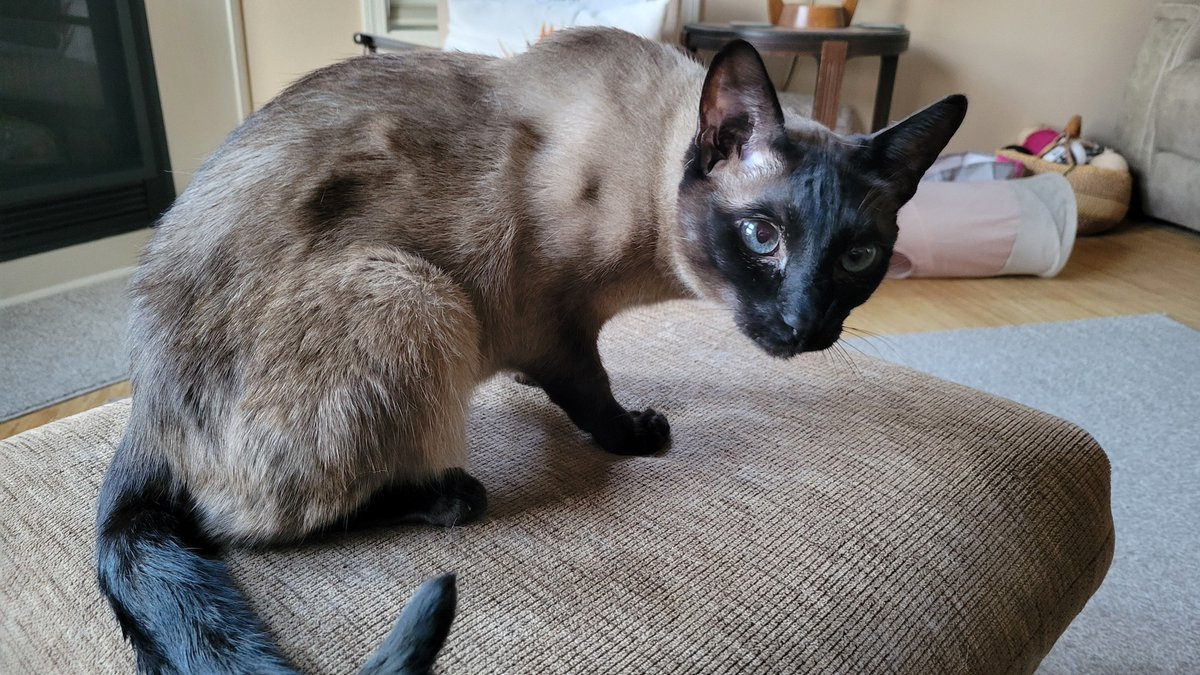 Family function ran late. Expect me to be late to stream tonight, hopefully start by 8pm. To make up for it here's my aunt's cat.