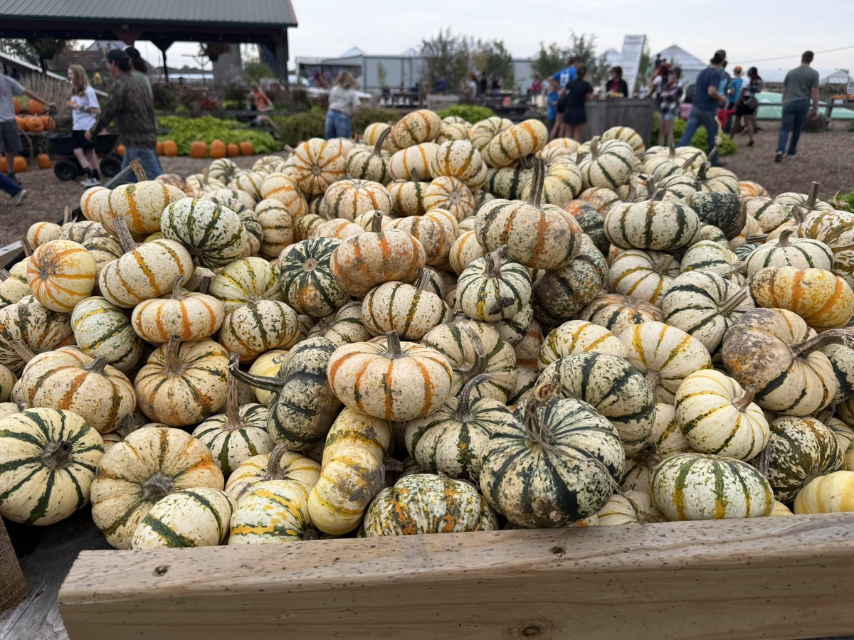 rhmoreland's tweet image. 2 for 3 so far today! Kicked off with coffee ☕️ this morning and now we’re soaking in the pumpkin patch vibes 🎃. Feeling good about the day ahead. Wishing you a wonderful Saturday evening—what’s making your day great? #FallFun