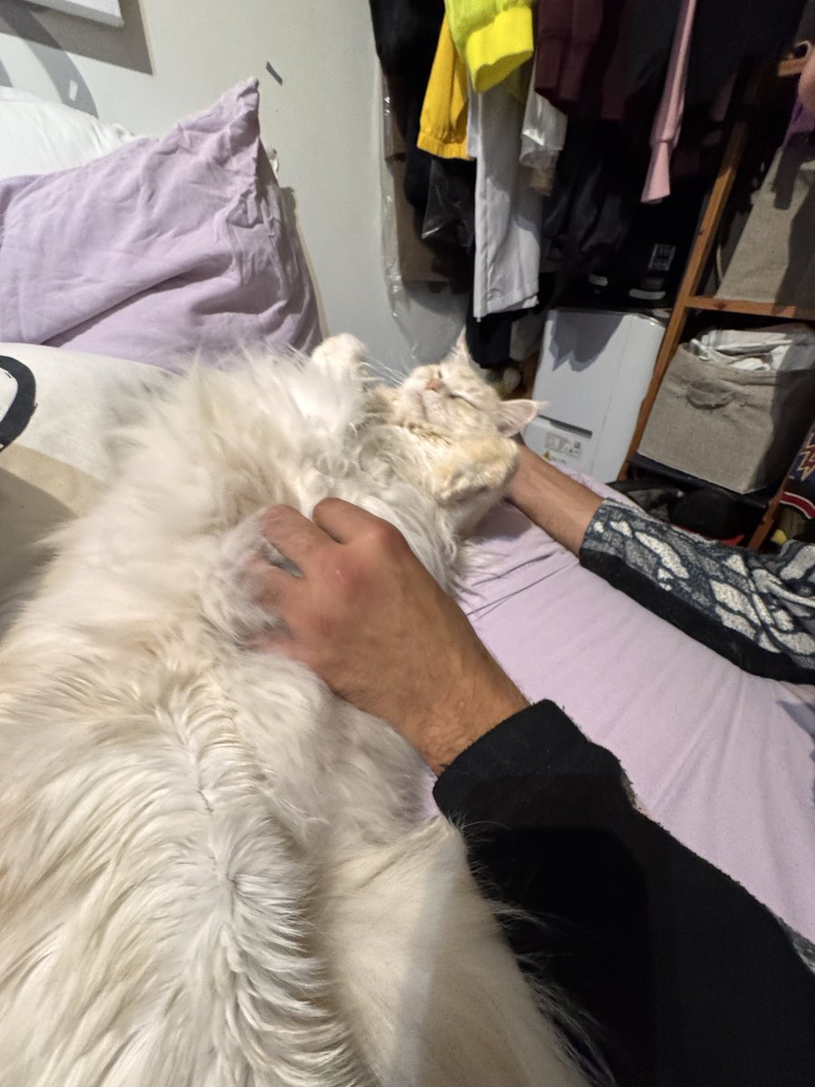 ⚠️⚠️⚠️ chat mignon ⚠️⚠️⚠️