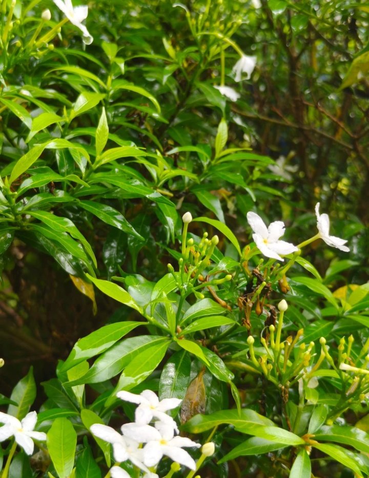 unstoppabble09's tweet image. 🍃💚