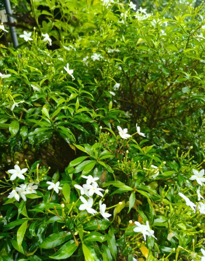 unstoppabble09's tweet image. 🍃💚