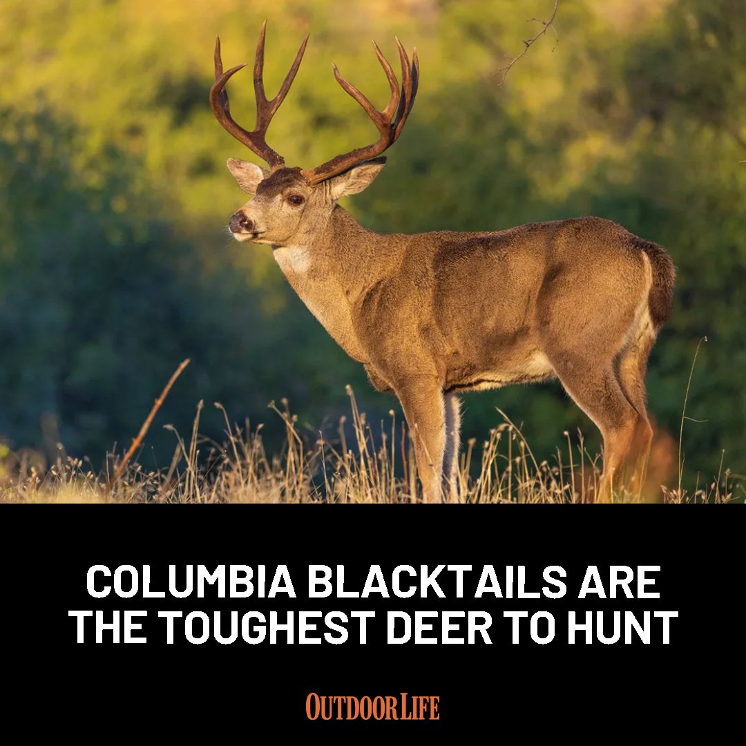 The author shot his first Columbia blacktail 49 years ago and he ranks them among North America’s most challenging big game animals: trib.al/EeoVV39