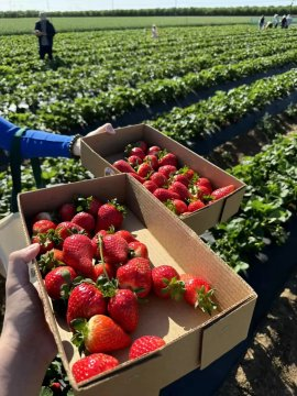 Not all happiness is expensive, for example, strawberries are ripe and you just happen to pick them~🍓