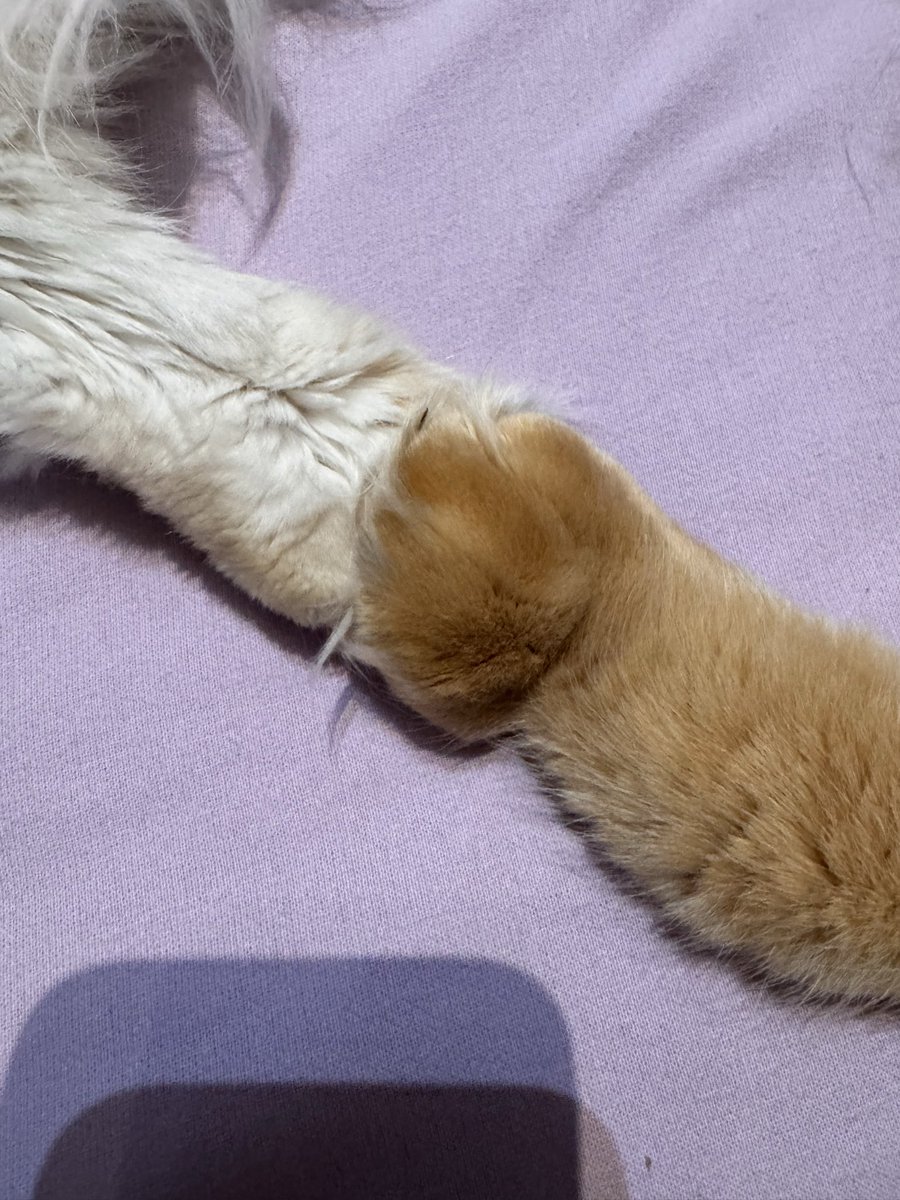 patoune contre patoune
