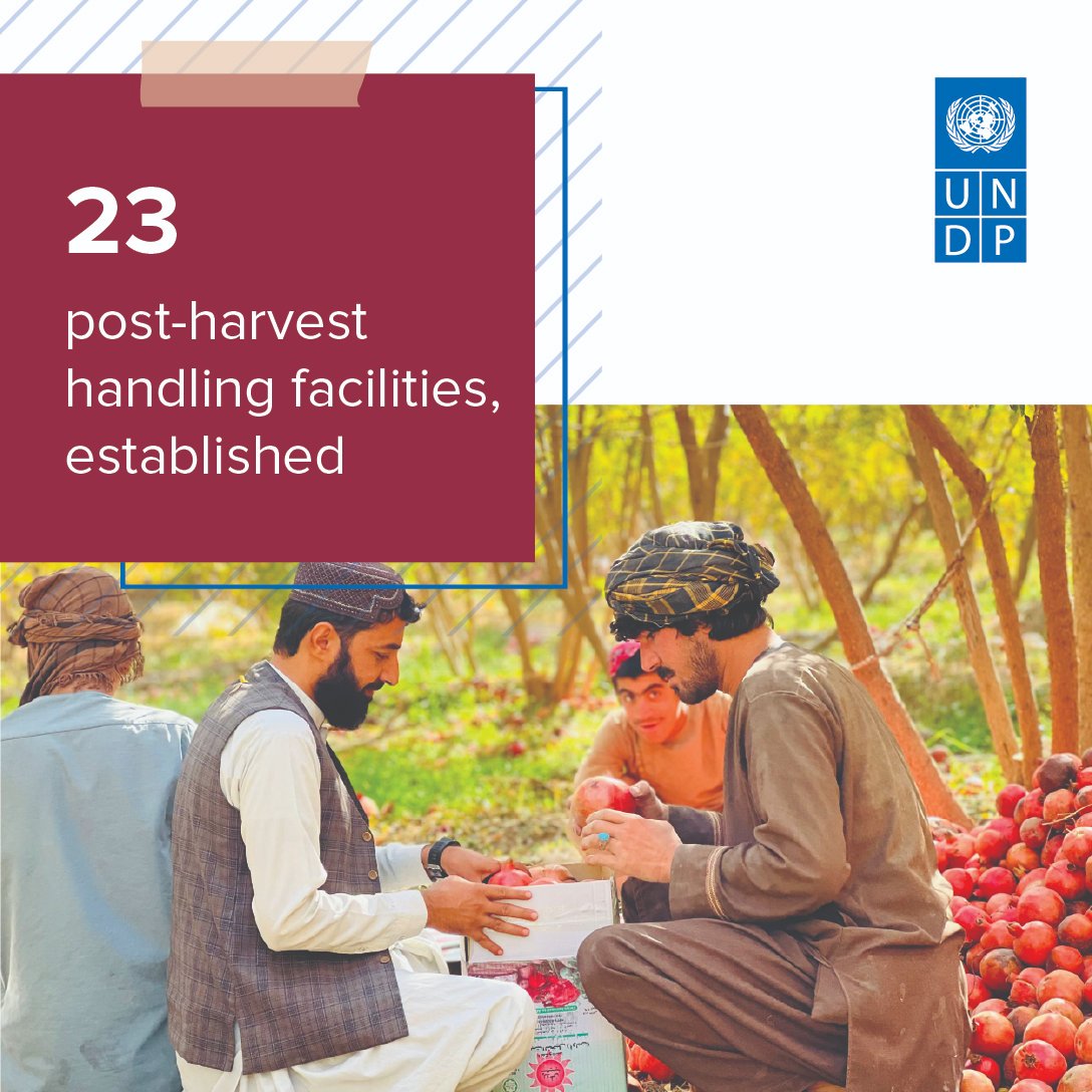 UNDPaf's tweet image. UNDP Afghanistan is leading a unified approach to help farmers switch from poppy to licit agriculture.

#Agriculture #RuralEconomy