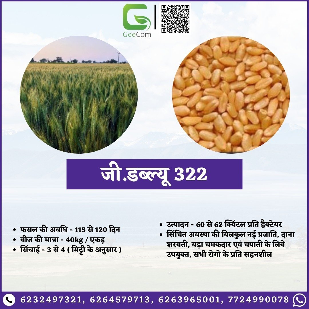 Gee_QR's tweet photo. 🌾 अच्छे बीज से ही मिलती है अच्छी फसल! GeeCom India से लें उत्तम गेहूँ के बीज और बढ़ाएँ उपज। 📷 ऑर्डर करें: 6232497321 | 7724990078 | 6264579713 | 9140753963 #गेहूं #बीज #उपज #geecom #geecomindia #upaj #kisaan #fasal #agriculture #farmersupport #wheatvariety #vocalforlocalindia https://t.co/UQxLEppNEH