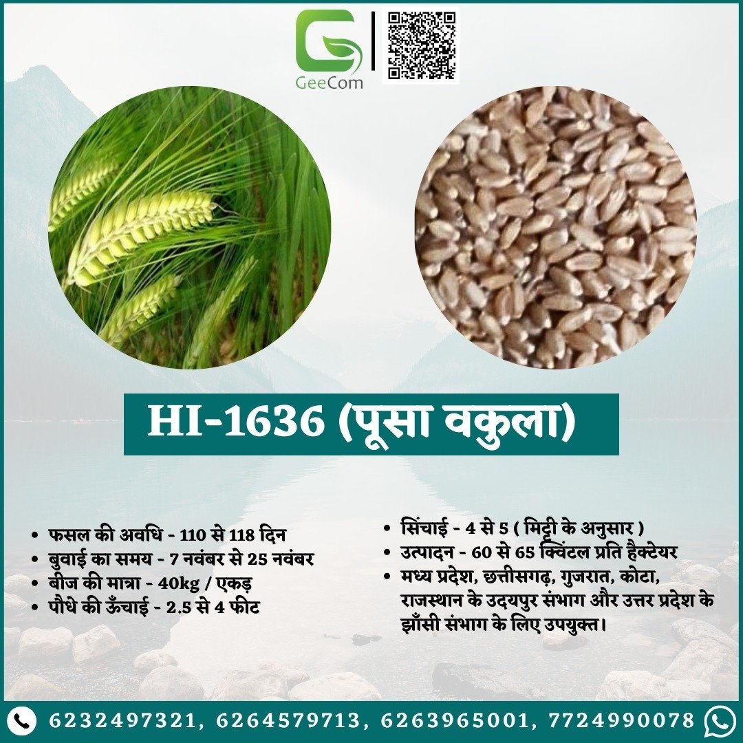 Gee_QR's tweet photo. 🌾 अच्छे बीज से ही मिलती है अच्छी फसल! GeeCom India से लें उत्तम गेहूँ के बीज और बढ़ाएँ उपज। 📷 ऑर्डर ���रें: 6232497321 | 7724990078 | 6264579713 | 9140753963 #गेहूं #बीज #उपज #geecom #geecomindia #upaj #kisaan #fasal #agriculture #farmersupport #wheatvariety #vocalforlocalindia https://t.co/mVwLUx2kx2