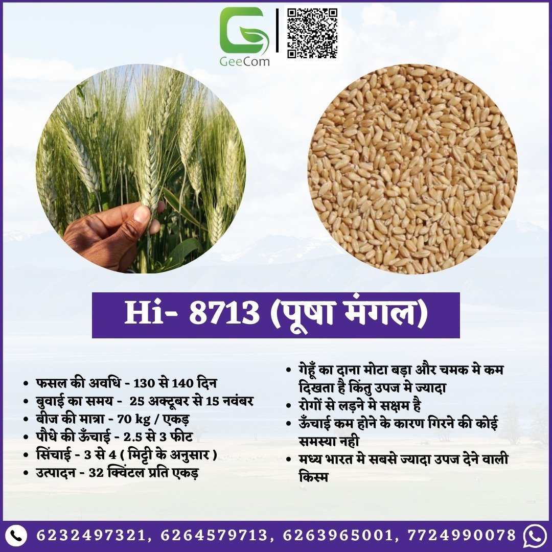 Gee_QR's tweet photo. 🌾 अच्छे बीज से ही मिलती है अच्छी फसल! GeeCom India से लें उत्तम गेहूँ के बीज और बढ़ाएँ उपज। 📷 ऑर्डर करें: 6232497321 | 7724990078 | 6264579713 | 9140753963 #गेहूं #बीज #उपज #geecom #geecomindia #upaj #kisaan #fasal #agriculture #farmersupport #wheatvariety #vocalforlocalindia https://t.co/4xkXEWIuLE