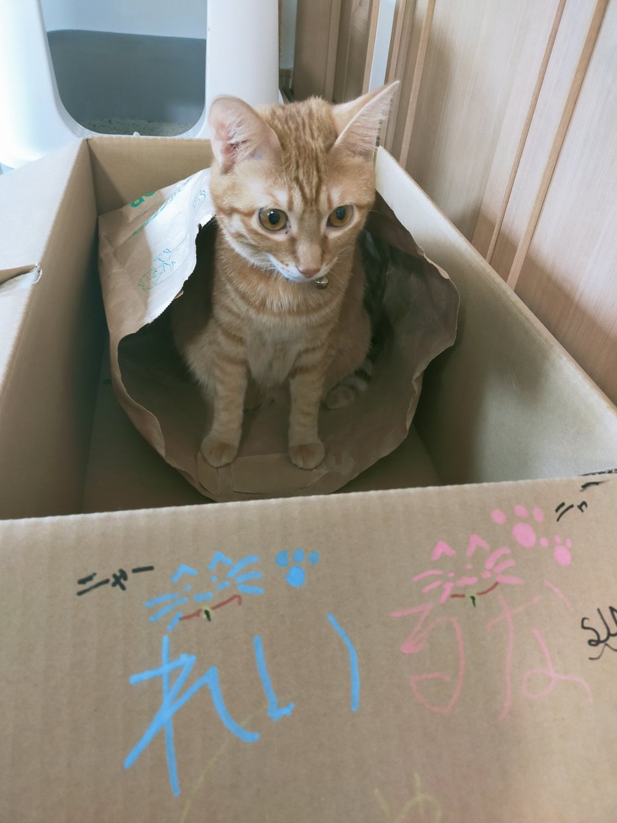 ReiRuna0513's tweet photo. ダンボールに紙袋inでねこもin

#猫のいる暮らし #猫好きさんと繋がりたい #保護猫 https://t.co/wBZ7wtqX2D
