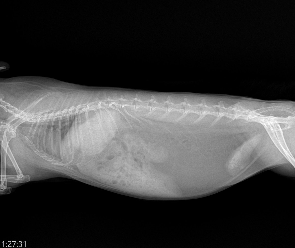 Blog_Mareeba's tweet image. 【肥満のうさぎのレントゲン】
レントゲンで空気は黒くポツポツと写るので腸内のガスは健康的な体型の子では黒いポツポツ(青囲い🔵)が腹腔内全体を占めるのが正常になります。(写真1,2枚目)…