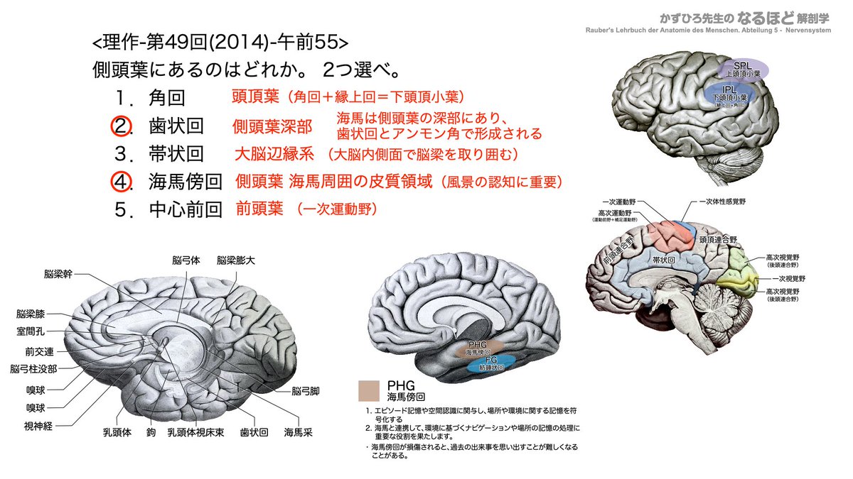 【答え】2, 4 1. 頭頂葉(角回+縁上回=下頭頂小葉) 2. 側頭葉深部(海馬は側頭葉の深部にあり、歯状回とアンモン角で形成される ) 3 ...