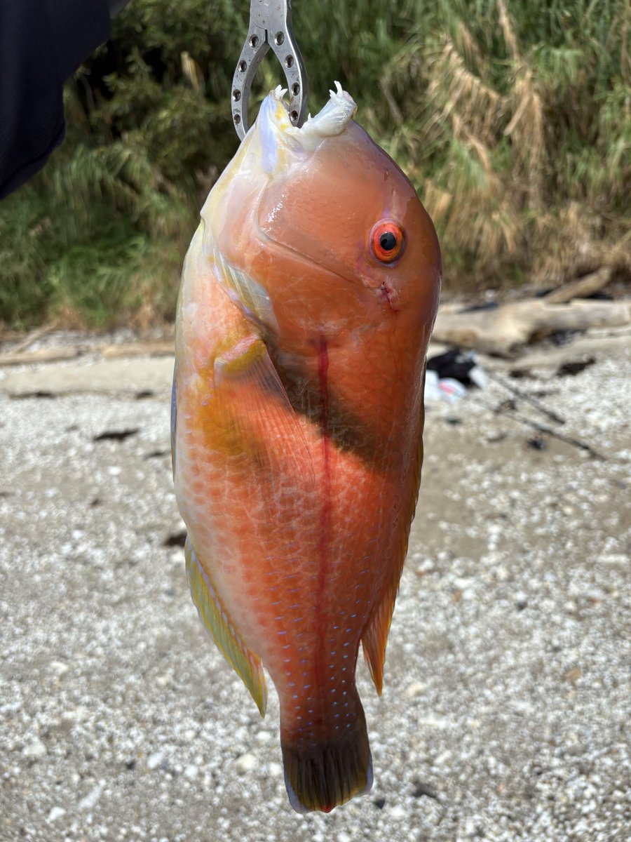 オカッパリでやっと潮動いてきたかなーでこれは勘弁してください
無駄にでけえし(食べる)
#釣り
