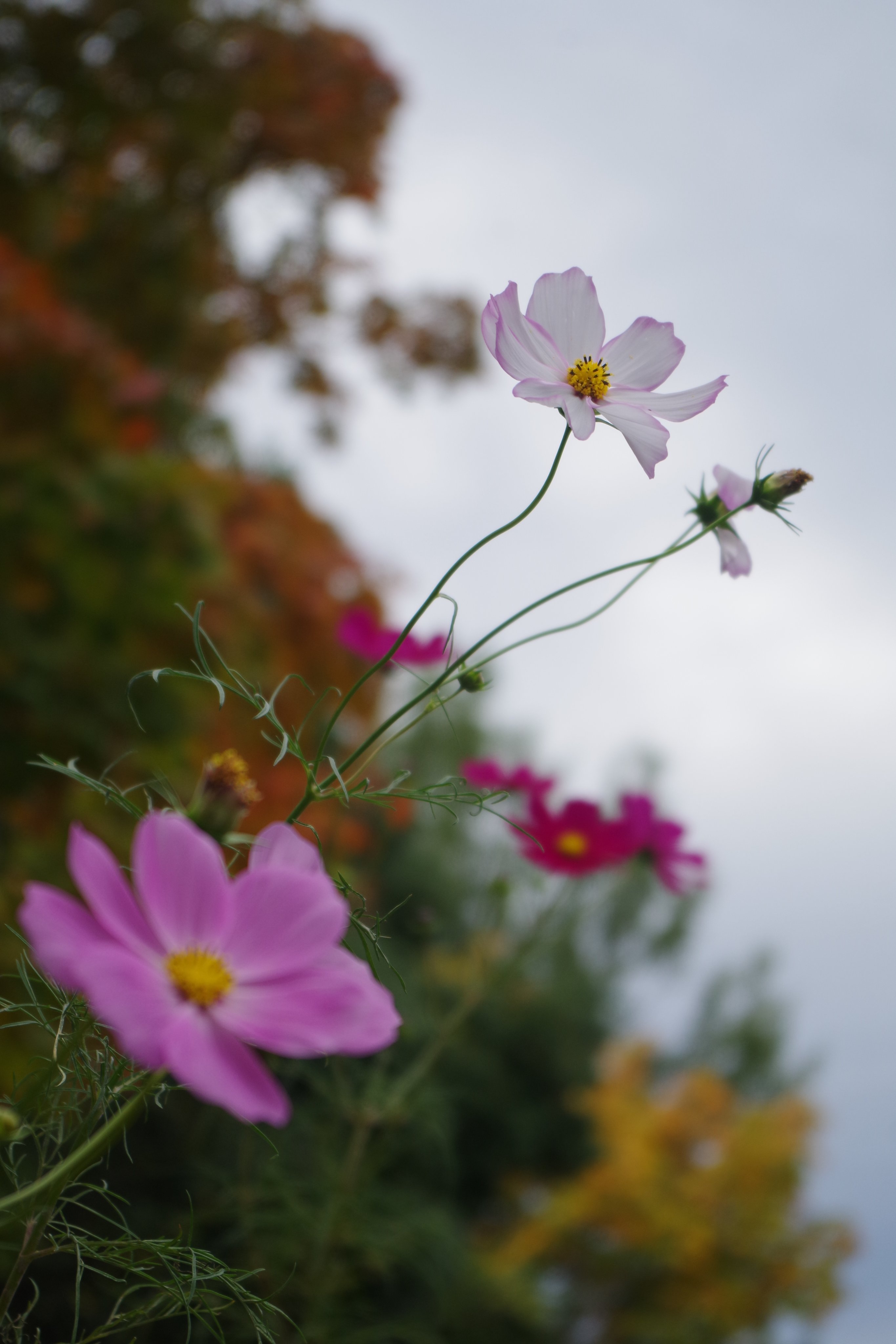 のこのこ。紫陽花リクエスト７点 た🎊ま on X: 