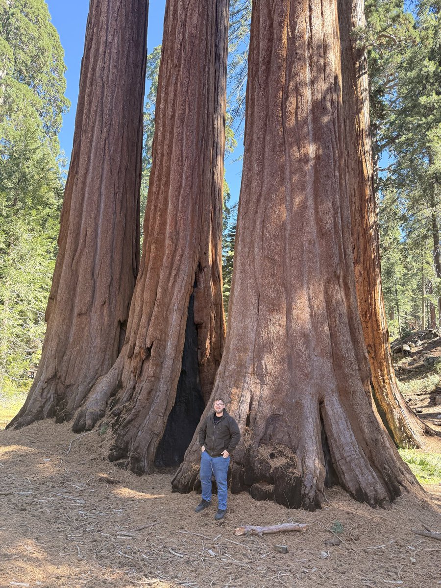 Big trees