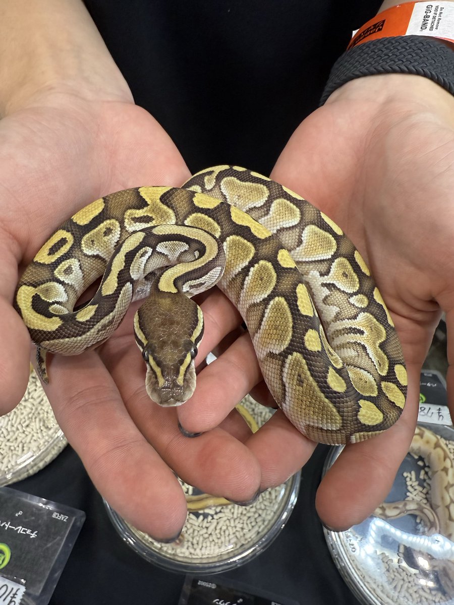 LR63112026's tweet image. バター ♀
お迎えありがとうございます✨
シングルモルフのバターをお迎えして頂きました😌
私の感覚ですがレッサーよりも深みのある濃さが目立ちますね💕︎
メスなので大きく育ててくださいね😊
#ボールパイソン
#ballpython
#BIGレプ