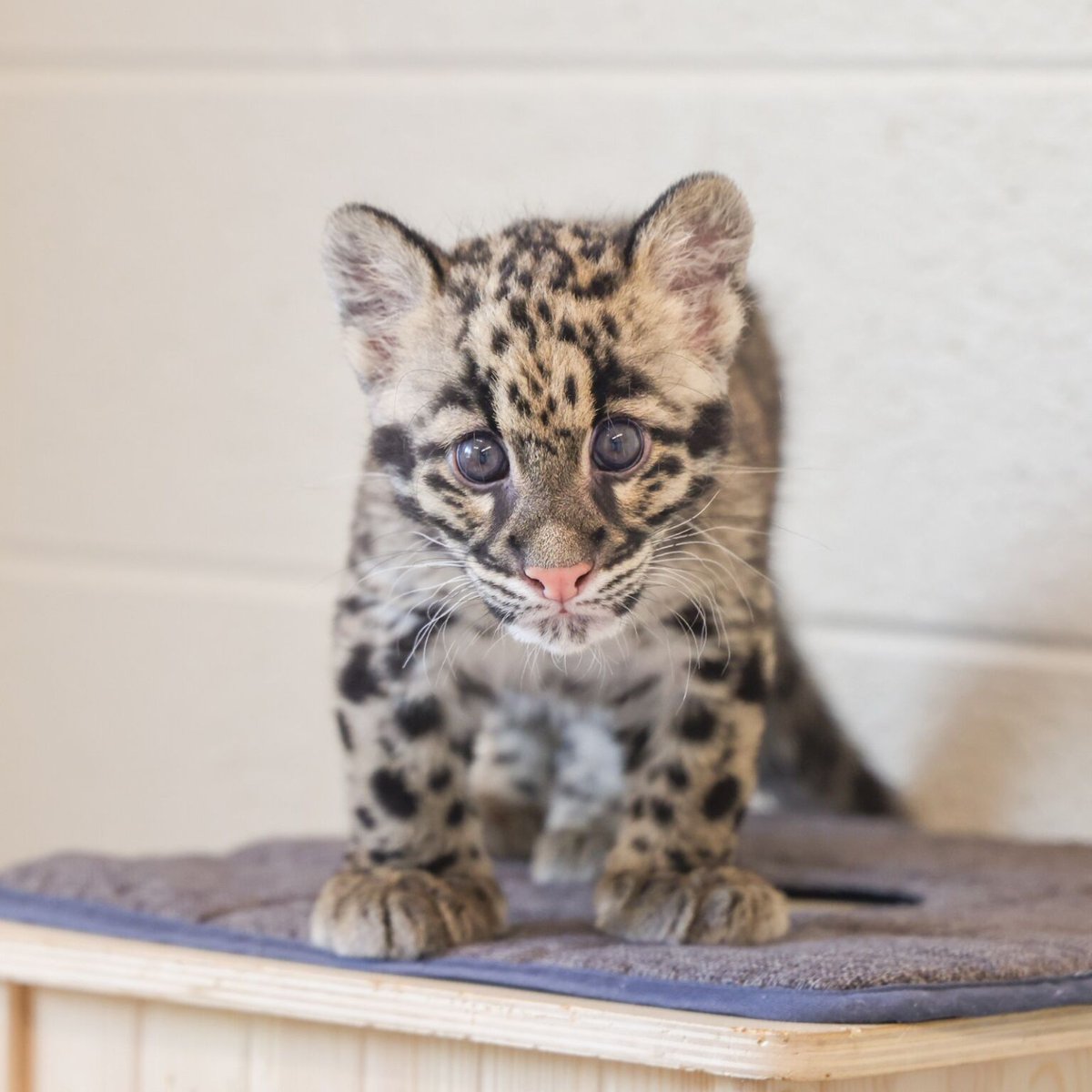 nashzoovet's tweet image. Wednesday 10/22/25

There are no procedures scheduled for today, but feel free to stop by the HCA Healthcare Veterinary Center to visit the nursery animals, including &quot;Gemma&quot; and &quot;Meru&quot; the #CloudedLeopard cubs! 🍼
#HCAVeterinaryCenter #NashvilleZoo