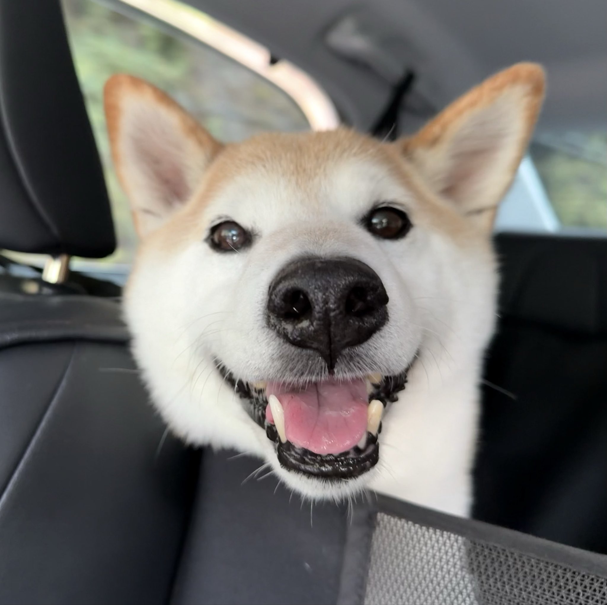 ふくまるページ ふくまる（福丸） (@fukumaru_1001) / X