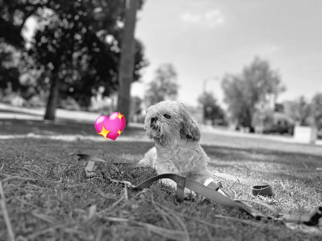 CHIP The Shih Tzu 👁💤👅🦛 tweet media