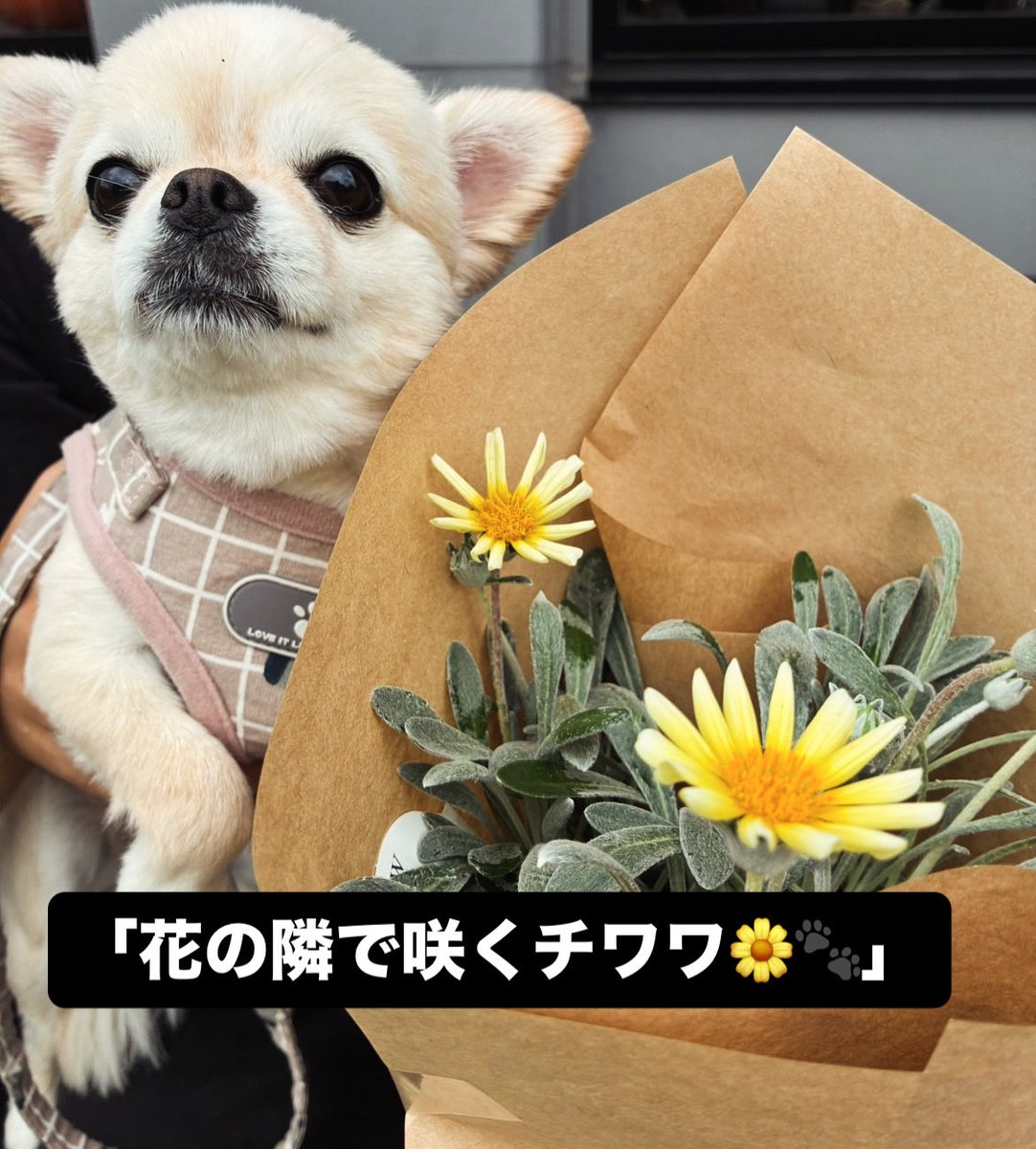 PmBHb3Y8Kc43953's tweet photo. わが家の主役🐕🌈🌱
#花の隣に咲くチワワ #チワワ女子 #ニジマルの日常 #花とチワワ #癒し犬 #TinyQueen #犬のいる暮らし #可愛いは正義 #SmallDogBigEnergy https://t.co/Ql6s3ztQzY