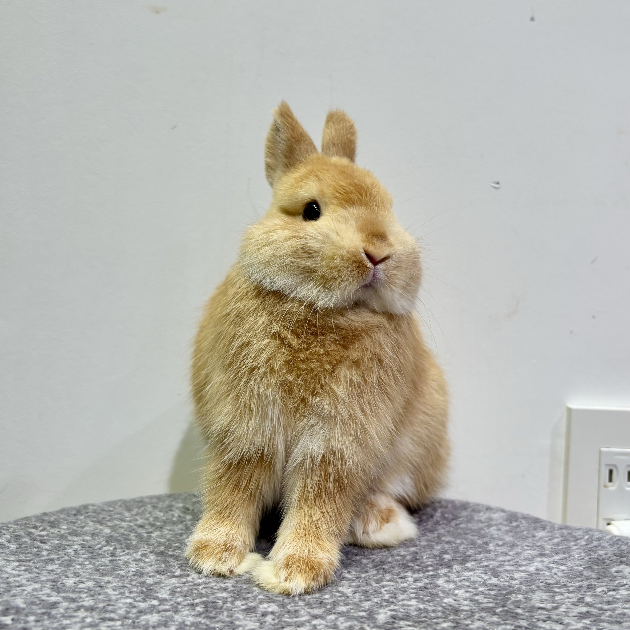 うさこ フェイスパスケース うさこ – LINE FRIENDS SQUARE JAPAN OFFICIAL