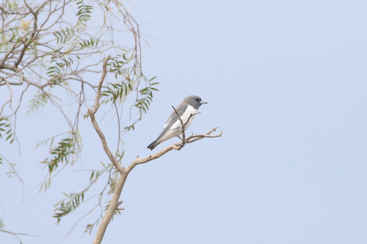 Not common to this area, in fact the first I have seen here and a lifer. A White-breasted Woodswallow. #birds #brucebirdlife #BirdsSeenIn2025