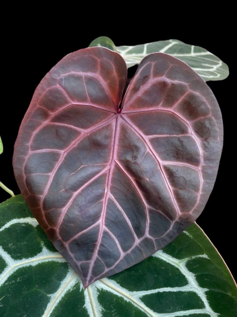 忍者のようなフットワークの軽い草友さんのご厚意で😍🙏
(無理を言ってすみませんでした🙇🏻‍♂️)
まさかの <a href="/june_rugs/">JUNE RUG | タフティング</a> さんのレッドクリスタリナムのラグ(
1枚目)をお迎え出来ました☺️🙏
我が家の去年の８月の新葉と共に(2枚目)。
<a href="/rita_bikaku/">りた@plants here</a> さんとお2人のTBMのブースにて🌱