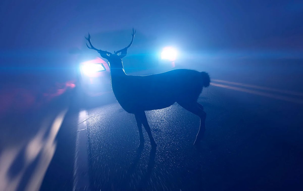 AMFChina's tweet image. Germany and China—that’s like a deer freezing in the headlights of a rapidly approaching car. Myopic political decisions have led to a paradox—where the German state, business, and society are no longer capable of disentangling Germany from autocratic China. A short 🧵/1