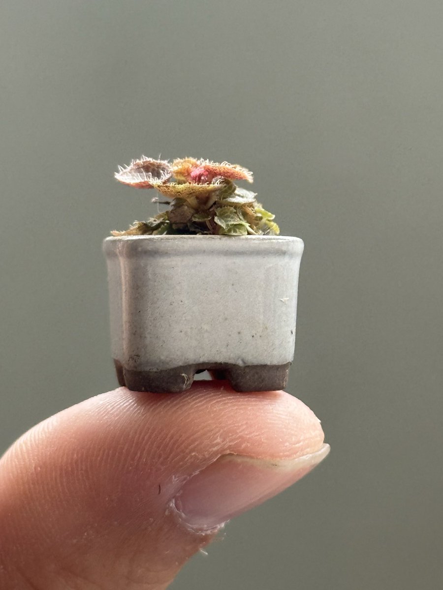 写真株と同等株2株セット❗️ グレビレア　ガウディチャウディ 写真株と同等株2株セット❗️ グレビレア ガウディチャウディ