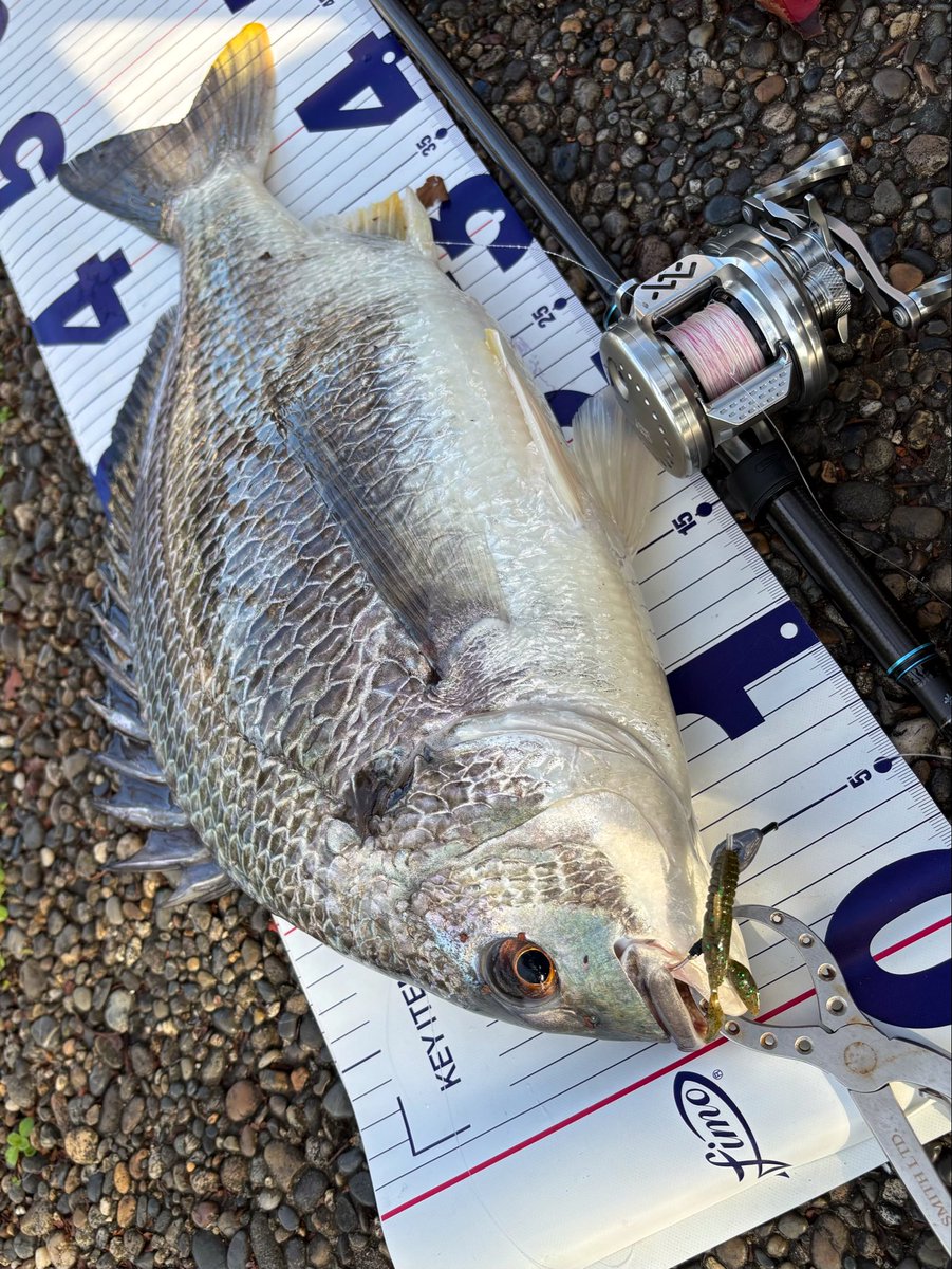 昨日有名ユーチューバーの<a href="/Ina_fishing_ch/">INA fishing</a>さんに偶然お会いした。
商品提供を受けているという（さすが有名ユーチューバー👀）ポアソンの6.5gシンカーをいただき、ドライブクロー2インチをセットして、おしゃべりしながらチニング。

すると、突然強烈なアタリが…