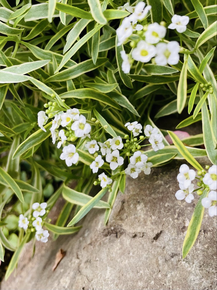 沈丁花ページ② 薬屋わちきれいと元気のお手伝い👍 on X