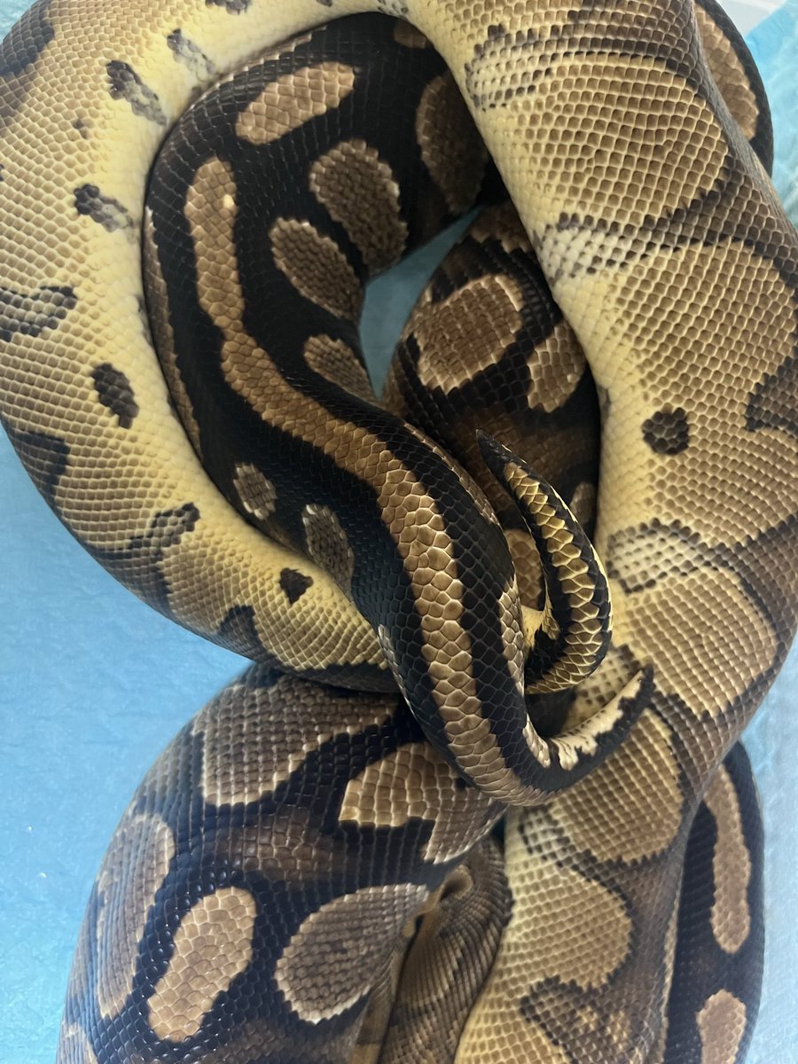 ZOyG8d7FKAYut2f's tweet image. やっとマグマが目覚めた！
1.0マグマ
0.1YB het Clown
マグマYB Clownお願いします🙇
#ballpython