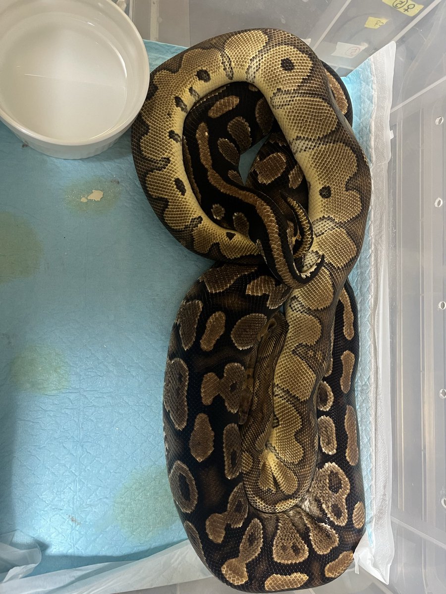 ZOyG8d7FKAYut2f's tweet image. やっとマグマが目覚めた！
1.0マグマ
0.1YB het Clown
マグマYB Clownお願いします🙇
#ballpython