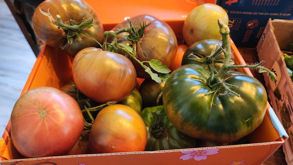 Maxcess8's tweet image. Frost tonight.   Gotta pull everything in.    Got some work to do