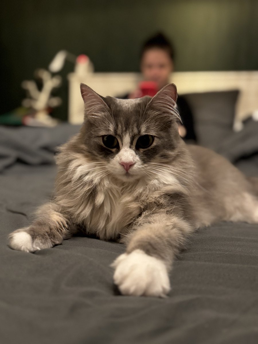 I know you donate mostly because of Misty’s cuteness 🫢 So, good night from Misty and don’t forget to donate a little bit 👉👈

send.monobank.ua/jar/3Zuzxk994D
PayPal v.titarenko@student.csn.khai.edu