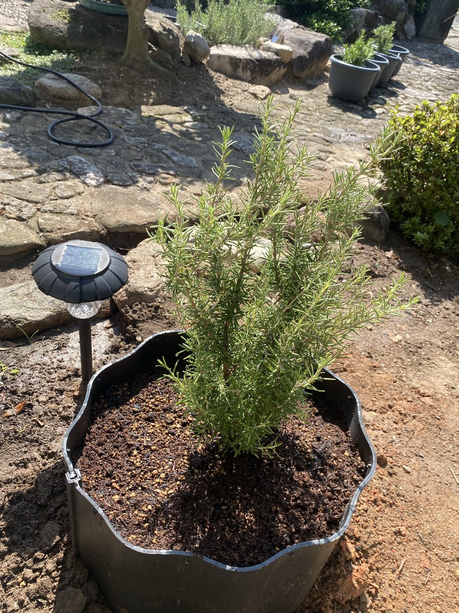 ローズマリー•アルビフローラスの地植え。
あぜ板を利用して水捌けを確保しました。
#ハーブ #ローズマリー #ガーデニング